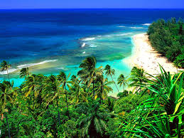 A grove of palms overlooking a Kaua'i beach