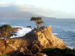 A cypress on the Monterey coastline