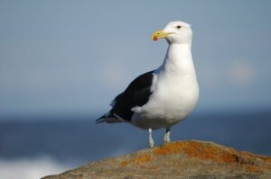 SF SEAGULL PUGLIC DOMAIN